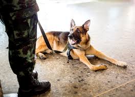 Chagas Disease Threatens Us Service Dogs Homeland Preparedness News