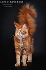 Explore 29 listings for cats kittens free to good home at best prices. Pin On Kitties