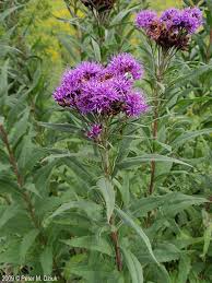 Image result for Vernonia stenocephala