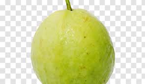 Clip Art Free Content Image Drawing Guava Wildebeest Transparent Transparent Png Each fruit should be a small circle with a line at the. pnghut com