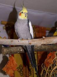 Check spelling or type a new query. Cockatiel Wikipedia
