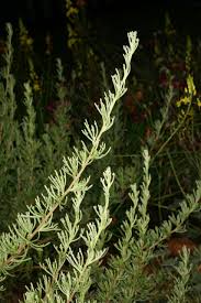 Image result for Eriocephalus