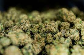 Caregivers At Odds With Corporate Cannabis Over Access To Michigan Marijuana  Market - Mlive.com
