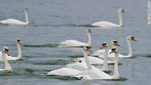 Ross lyon still has a soft spot for the saints; A Florida City Is Having A Swan Sale Because It Costs 10 000 Per Year To Feed Them Cnn
