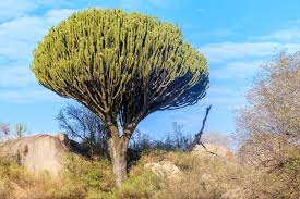 Image result for Euphorbia candelabrum