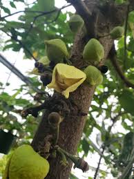 Image result for Annona muricata