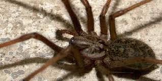 Image result for große winkelspinne biss haut reaktion