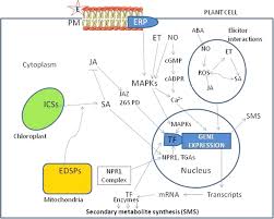 Enhance cell attachment & growth with thermo scientific nunc cell culture plastics. Chemical Elicitors Versus Secondary Metabolite Production In Vitro Using Plant Cell Tissue And Organ Cultures Recent Trends And A Sky Eye View Appraisal Springerlink