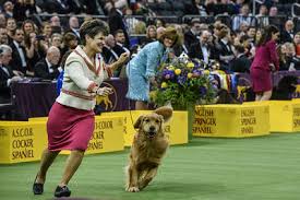 King, the wire fox terrier! The Golden Retriever Was Robbed Many Dog Lovers Disappointed That A Poodle Won Westminster Again Marketwatch