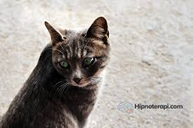 Hipnozla Kedi Korkusu Fobisi Yenme Hipnoterapi Com