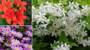 Le 13 novembre 2020 à 8h48. Quelles Fleurs Poussent A L Ombre Femme Actuelle Le Mag