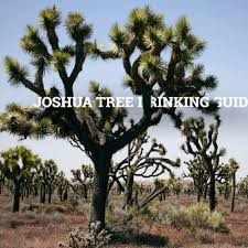 The Official Unofficial Joshua Tree Drinking Guide Joshua Tree Tree Bar Catalina Island