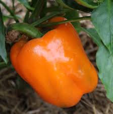 Ground black pepper adds an earthy kick & sharp aroma when added to food. Heirloom Organic Sweet Pepper Seeds