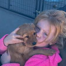 High Country Golden...