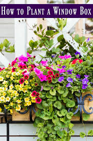 Don't let shade get you. Best Plants For Window Boxes Juggling Act Mama