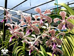 Vanda Tricolor X Helvola In 2020 Orchideen Garten Orchideen Gewachs