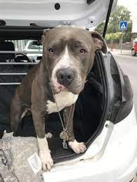 Blue line pit bull growls playing blue nose amstaff american staffordshire terrier dog fighting rope. Die 8 Besten Ideen Zu Amstaff Pitbull Blue Line Brothers Amstaff Hund Amstaff Terrier Hunde