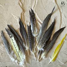 My 11 Year Old Tiel Is Having Feather Issues : R/Cockatiel