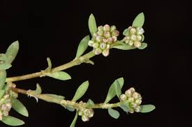 Image result for Corrigiola