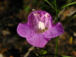 Image result for Micrargeriella aphylla