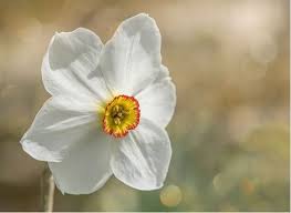 Features smooth leaves and tall spikes of purple and white flowers. Top 35 Most Beautiful White Flowers With Pictures Jessica Paster