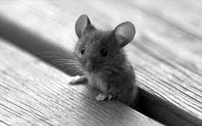 Gateau Au Chocolat Leger Et Aerien La Petite Souris Fait Des Essais Animaux Mignons Animaux Animaux Adorables