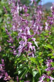 Image result for Ocimum angustifolium