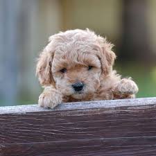 Are mini goldendoodles easy to groom? Adopt An Australian Labradoodle Canadoodles