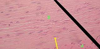 Smoothmuscle Description Uninucleate Non Striated Histology Slides Anatomy And Physiology Physiology