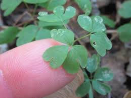 Image result for Isopyrum nipponicum