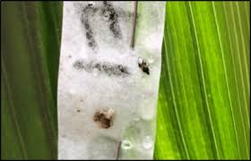 << all album photos 34/48 photos. October 2019 Maryland Agronomy News