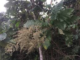 Image result for Monosis conferta