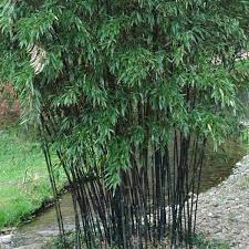 The bamboo garden design does not just focus on plants; Black Bamboo Garden Decorating Ideas Clumping Bamboo Privacy Plants Bamboo Landscape Black Bamboo Plant Bamboo Plants