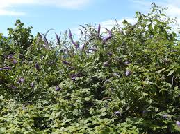 Maybe you would like to learn more about one of these? Powell River Books Blog Coastal Bc Plants Butterfly Bush
