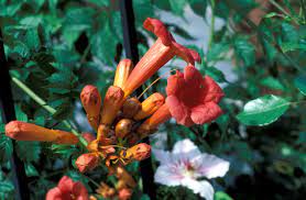 Vine flowers that start with c. 20 Best Flowering Vines 2021 Beautiful Wall Climbing Plants