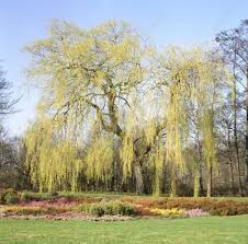 The royal horticultural society lists salix alba 'tristis' as being misapplied as well as ambiguous. Salix Alba Tristis X Keyword Search Science Photo Library