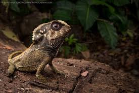 Image result for Isoglossa cataractarum