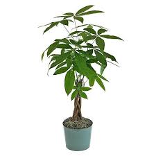 Present in this soil are the money influences, beliefs, behaviors, and sayings of generations of your family members (dead or living) and community. Money Tree Care How To Grow A Lucky Money Tree Plant
