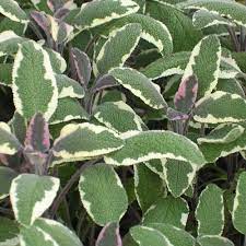 Tri Color Sage Sage Plant Plants Live Plants