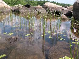 Simple Key For Plant Identification Go Botany