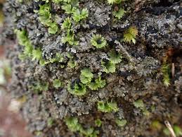 Image result for Crepidomanes