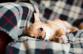 The long haired chihuahua is an ancient dog breed which has a big heart and is fiercely loyal to people and protectors of their pack. Do Chihuahuas Shed Canna Pet