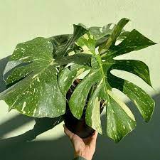 Variegated Monstera Thai Constellation Monstera Variegated Monstera Plant Care