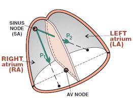 Image result for P Wave