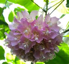 Image result for Dombeya burgessiae