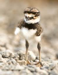 What month do killdeer eggs hatch? 24 Kildee B S Ideas Killdeer Birds Bird
