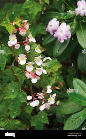 Image result for Begonia sonderiana