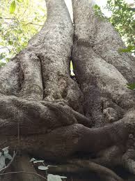 Image result for Maranthes