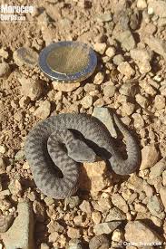 Image result for Subularia monticola