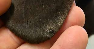 Help My Dog S Ear Tips Have Bleeding Sores Walkerville Vet